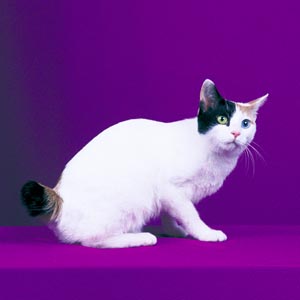 ジャパニーズボブテイル