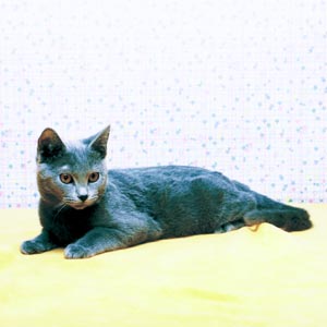 シャルトリュー