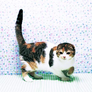 スコティッシュフォールド