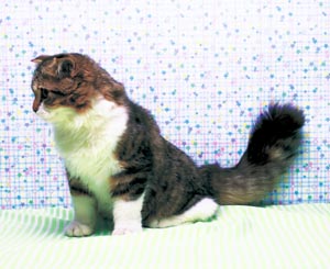 スコティッシュフォールド ・ロングヘア