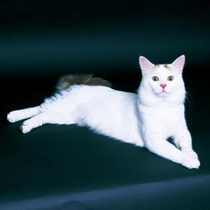 ターキッシュバン