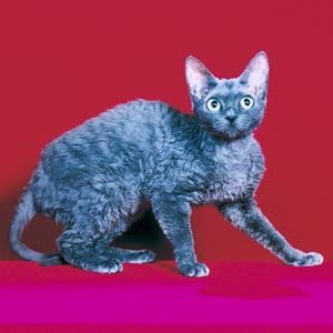 デボンレックス