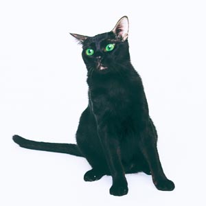 ハバナブラウン