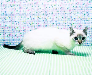 アメリカンカール