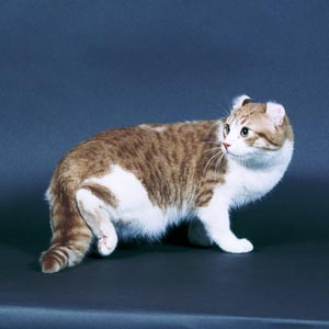 アメリカンカール・ショートヘア