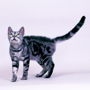 アメリカンワイアーヘア