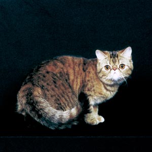 エキゾチックショートヘア