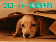クローバー動物病院