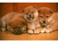 さとう動物病院