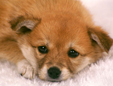 かほまち愛犬病院