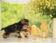 福岡中央動物病院
