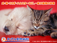 あざみ動物病院