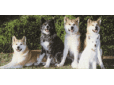 中川畜犬店