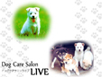 ドッグケアサロンライブ